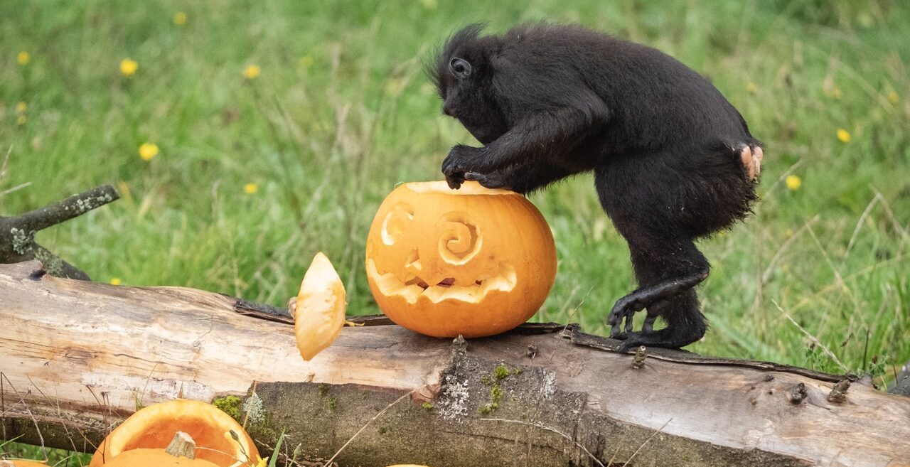MONKEY MARK ハロウィン 猿 グラフィックアート A1サイズ 楽天市場】【期間限定：1点882円！クーポン利用で！】マスク 仮面 お面