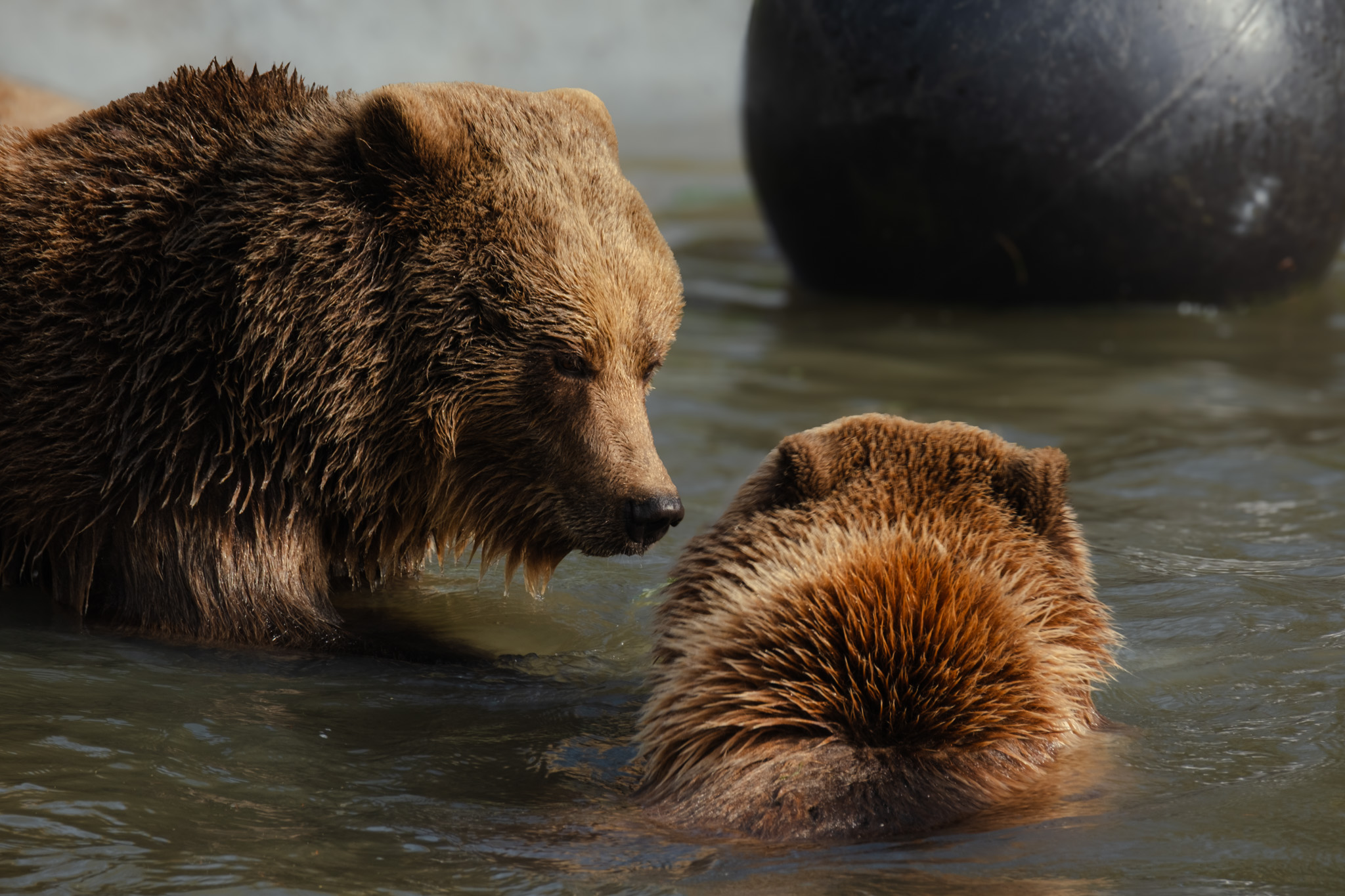 Claws for celebration: Whipsnade Zoo’s brown bears wake up to signal ...