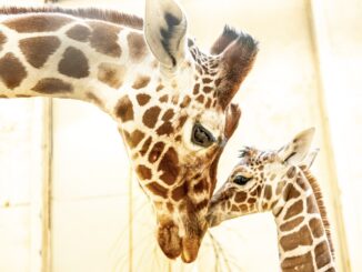 Baby giraffe and mum Luna at Whipsnade Zoo. Photo by Whipsnade Zoo