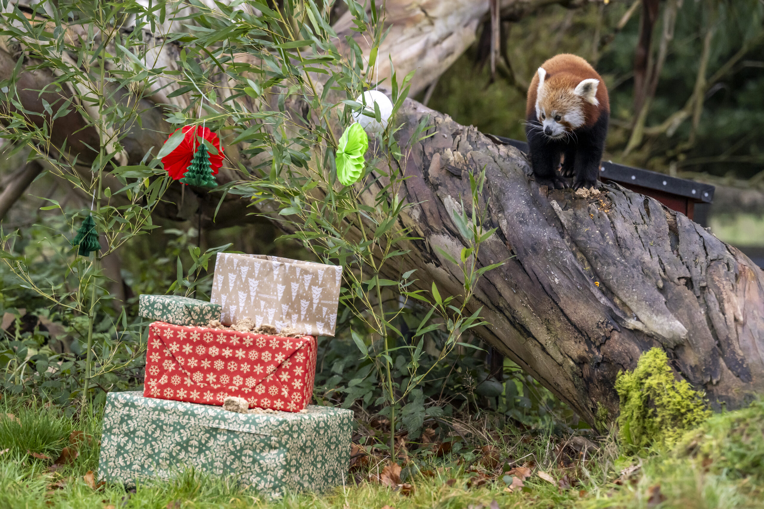 Elephantさま専用 Asian elephant | Whipsnade Zoo